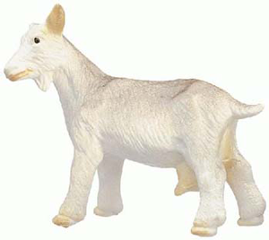 Bully White Nanny Goat