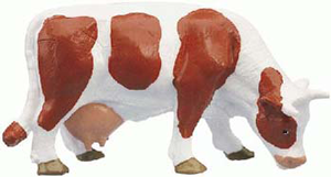 Cow Feeding-Brown & White