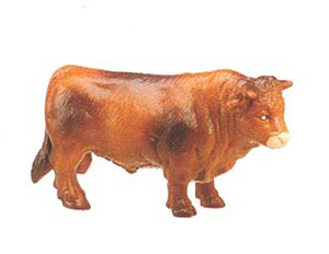 Bull-Brown