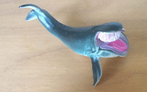Right Whale Small