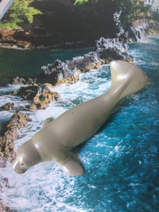 Baby Manatee