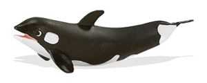 Safari Killer Whale